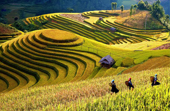 Mu cang Chai