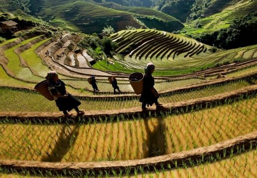 Mu Cang Chai